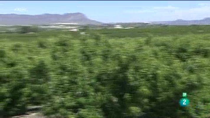 Aquí hay trabajo - El trabajo en la campaña de la fruta: más que recolectores