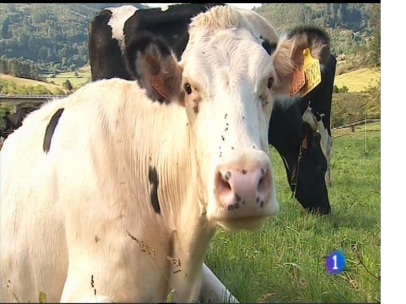 Panorama Regional 2 - 16/05/17 | Ver