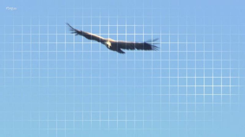 ¡Qué Animal! - Picos de Europa - Avance