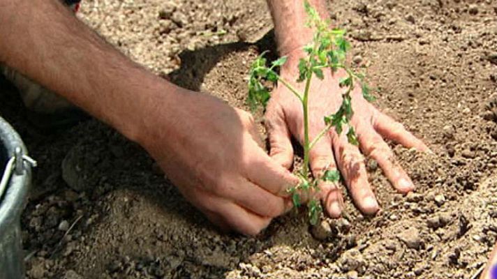 Aquí la Tierra - El rey del huerto