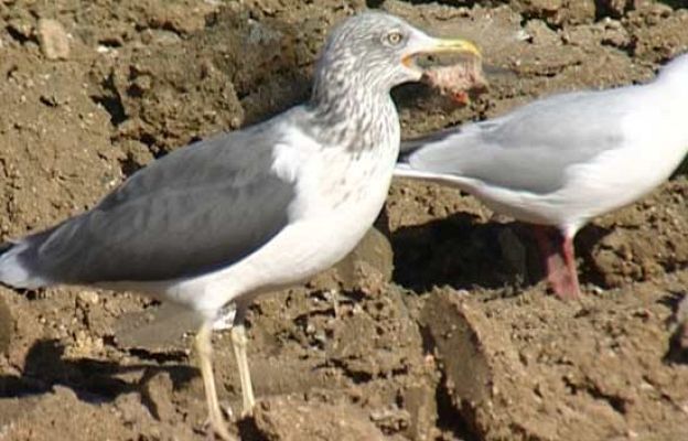 El escarabajo verde - Fuera de lugar