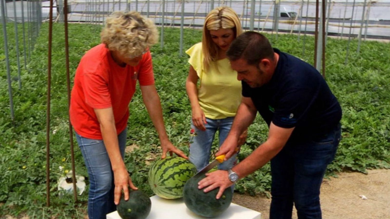 Primera sandía de temporada