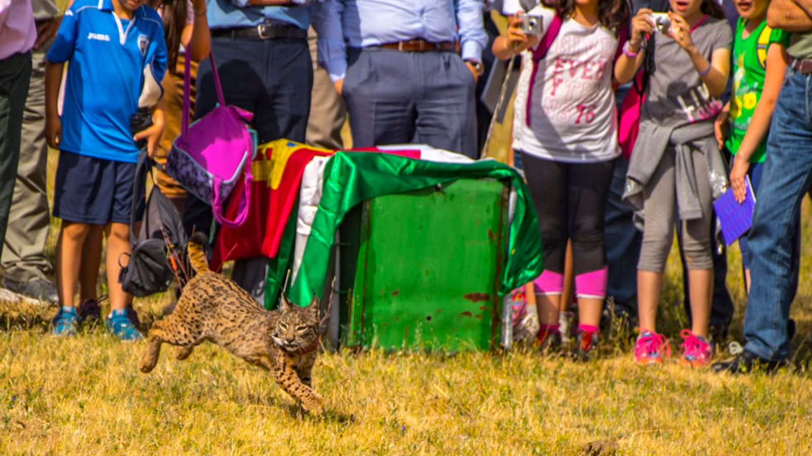 Un equipo de TVE ha visto de cerca cómo se cuida al lince en el medio natural