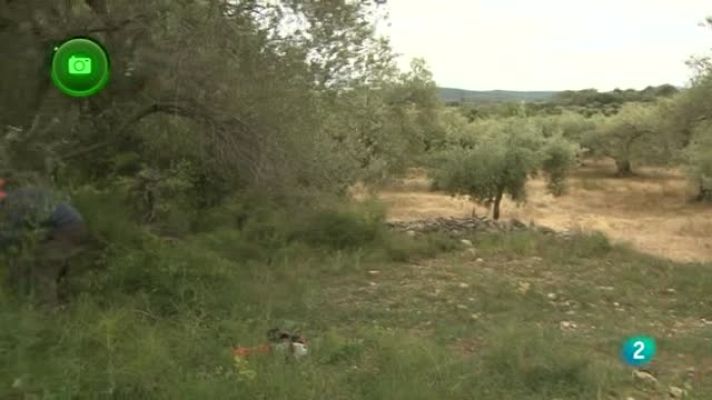 Agrosfera - Bajo Maestrazgo, Castellón