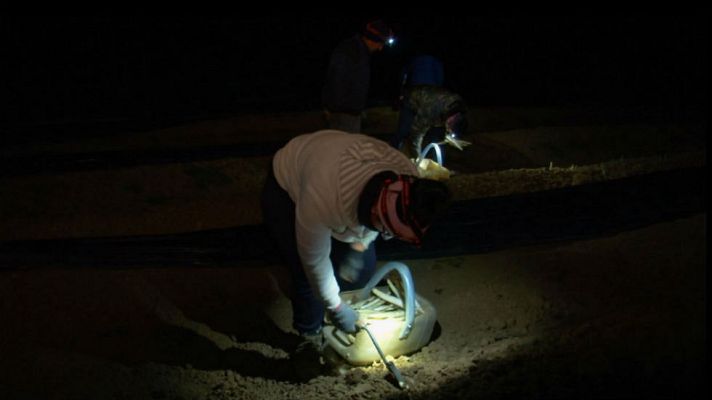 Aquí la Tierra - Recogida de espárragos a la luz de la luna