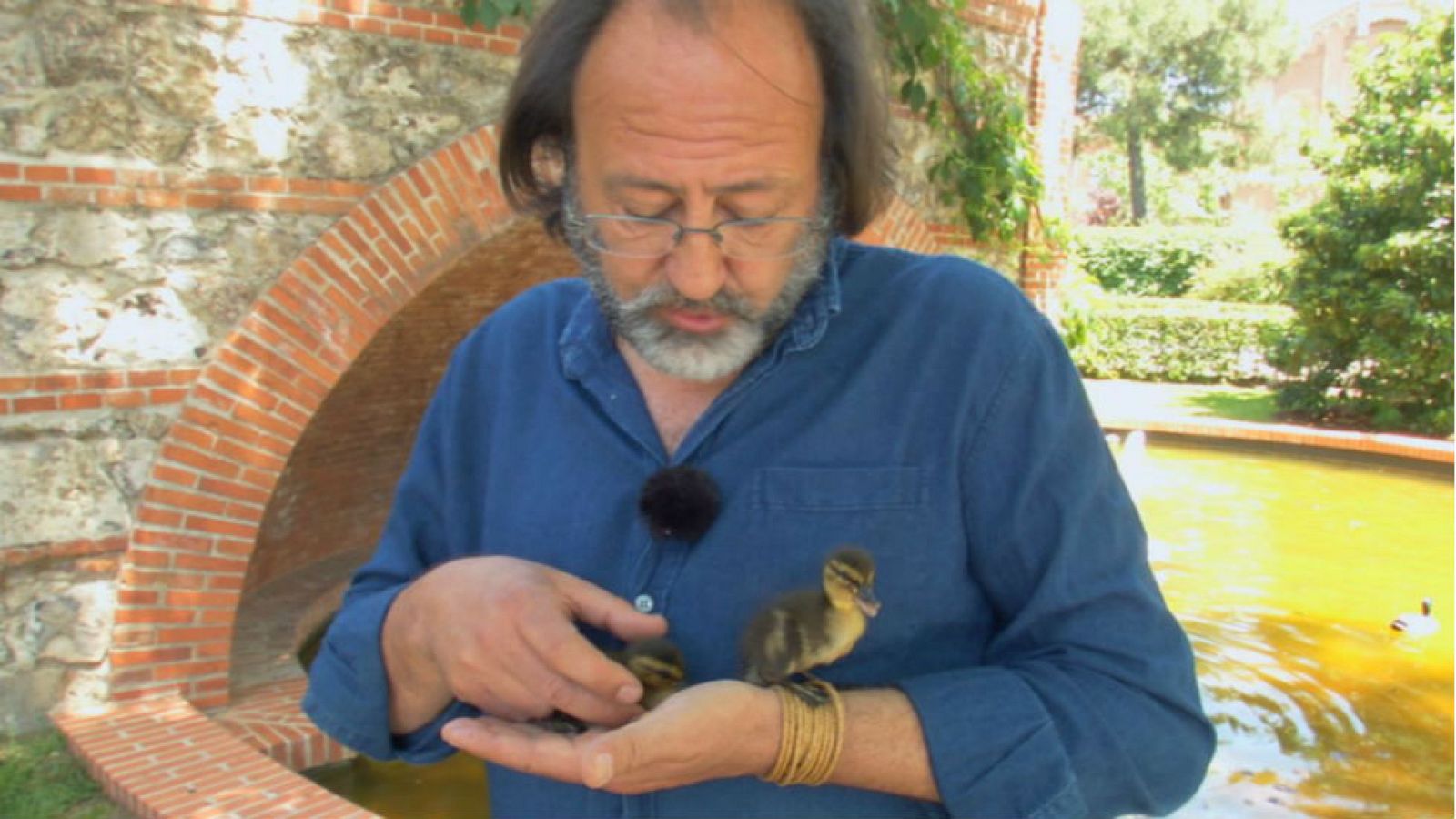 Aves acuáticas de ciudad