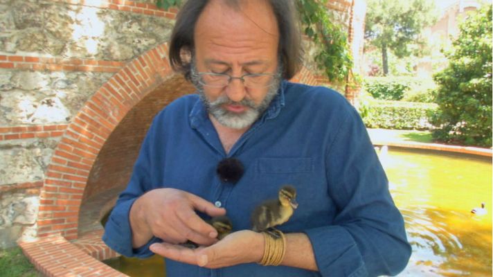 Aquí la Tierra - Aves acuáticas de ciudad