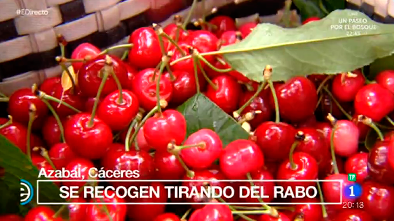 España Directo - Llega la recogida de cereza en Azabal, Cáceres