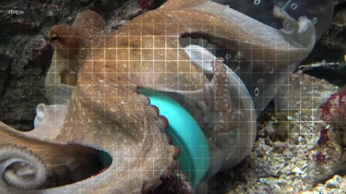 ¡Qué animal! - Las Islas Medas (Girona)  - Avance