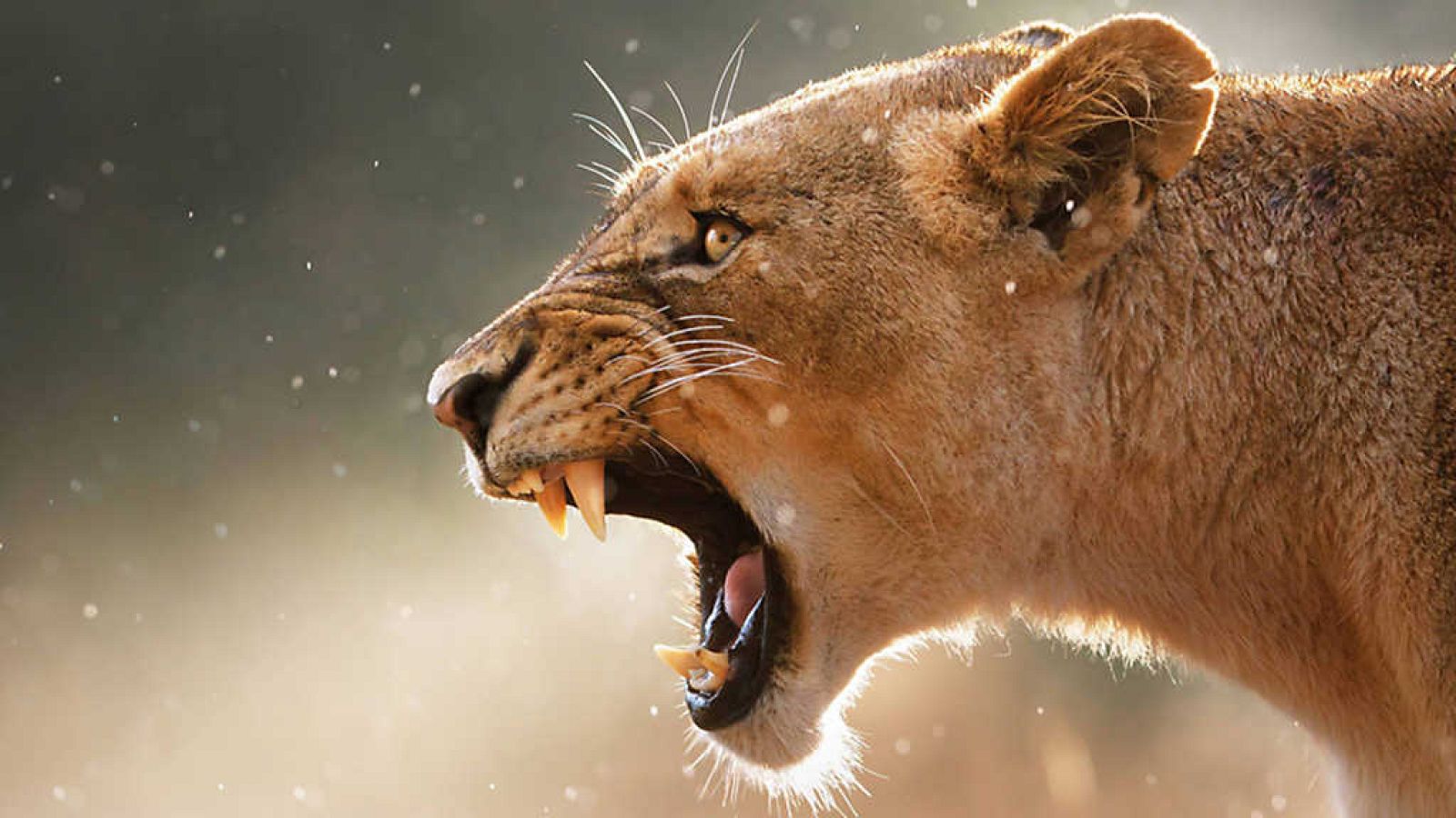 Grandes documentales - Cazadores de África: La última batalla del leopardo - ver ahora