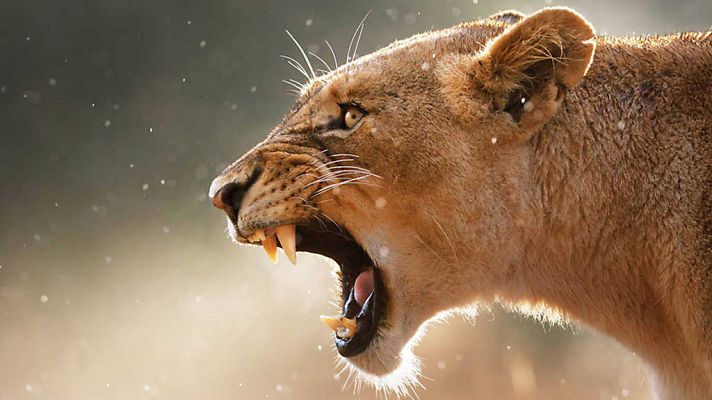 Grandes documentales - Cazadores de África: Lazos de sangre
