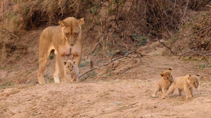 Grandes documentales - Cazadores de África: El inadaptado