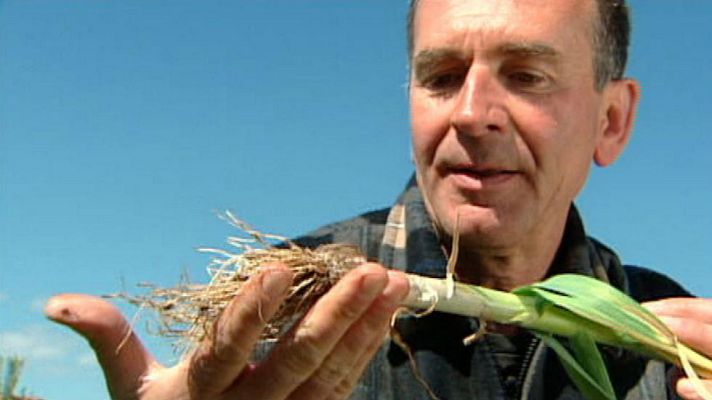 Aquí la Tierra - ¿Ajo o ajetes?