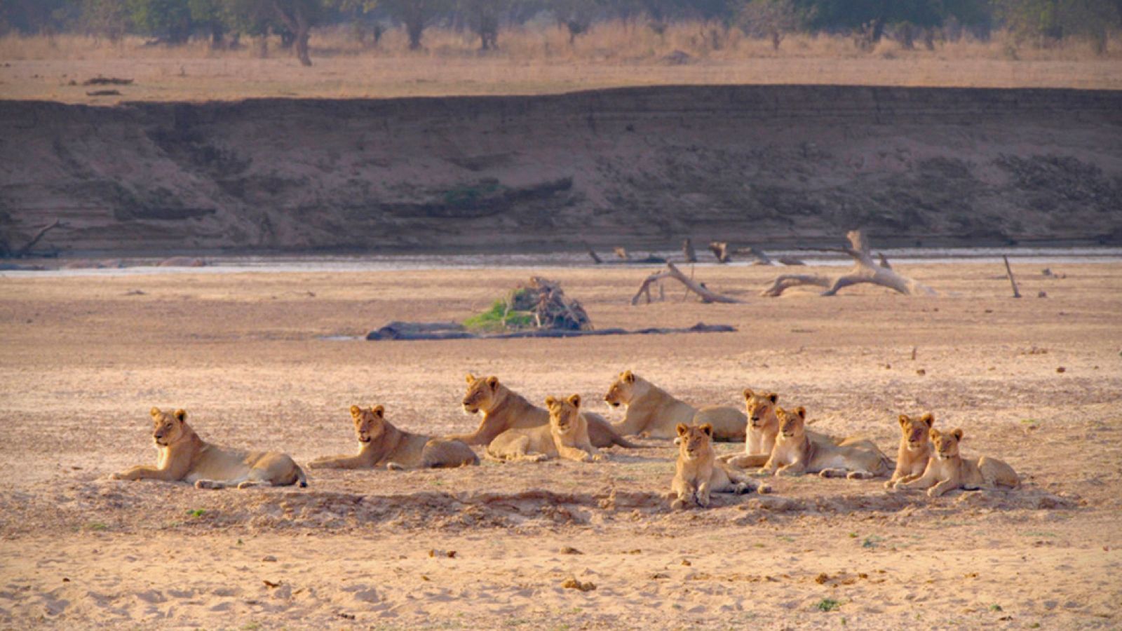 Grandes documentales - Cazadores de África: La manada adolescente - ver ahora