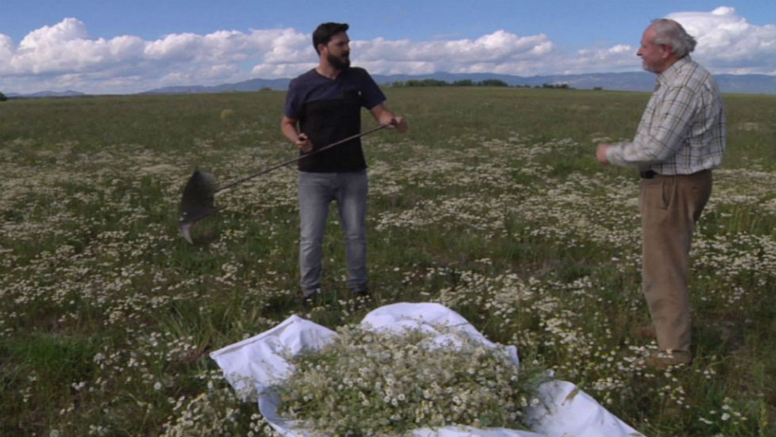 Manzanilla, infusión de oro