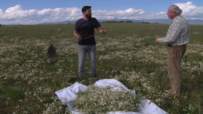 Aquí la Tierra - Manzanilla, infusión de oro