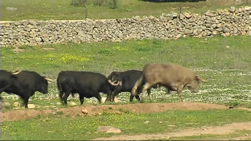 MULTA POR LOS PASTOS