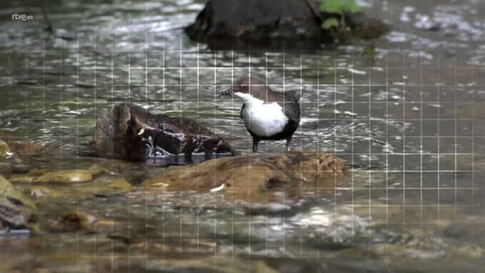 ¡Qué animal! - Las Fragas do Eume (A Coruña) - Avance