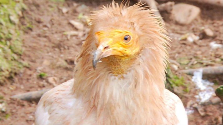 Aquí la Tierra - El "sanitario" de la naturaleza