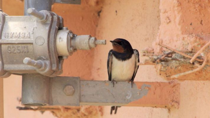 Aquí la Tierra - Volverán las oscuras golondrinas