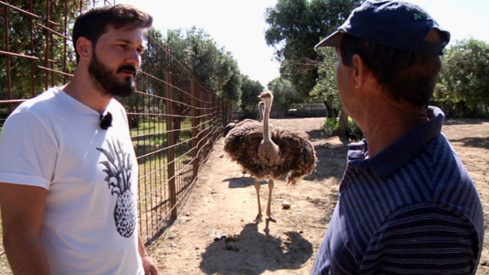 Sorprendente avestruz