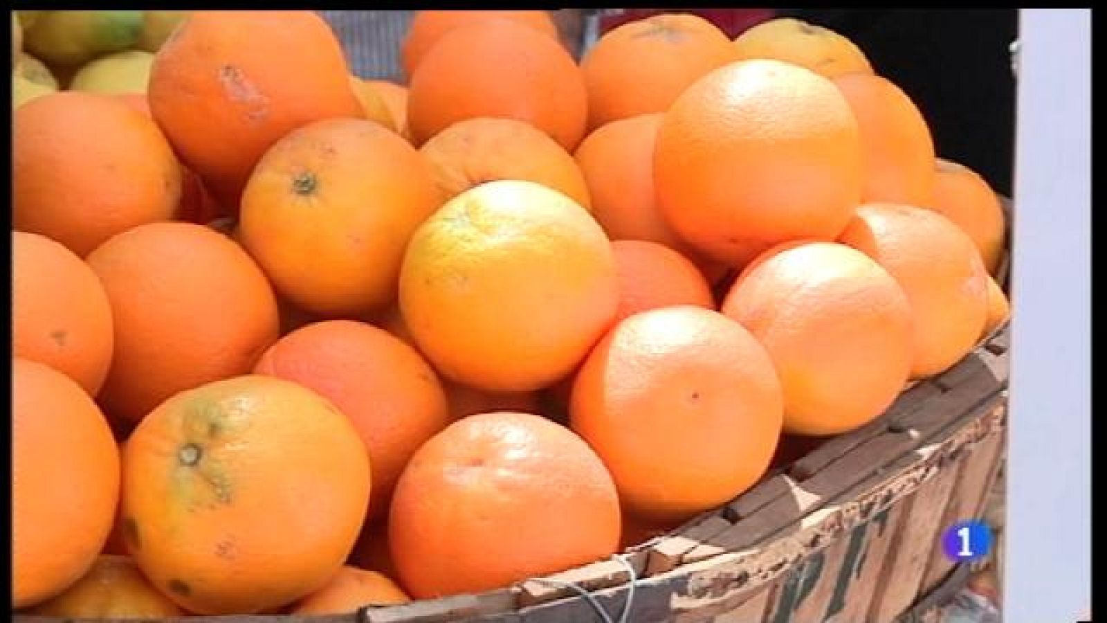 Replanten més de 1.800 tarongers nous a la vall de Sóller