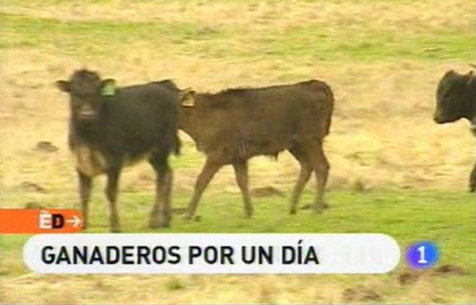 España Directo - Ganaderos por un día en Cabeza de Diego  Gómez | Ver