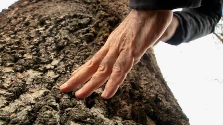 Aquí la Tierra - Fresno, árbol que nos ayuda