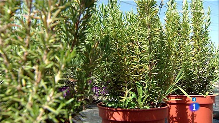 La mañana - Saber vivir - Plantas medicinales (Botica natural)
