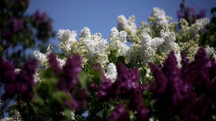 Informativo de Madrid - El Tiempo en la Comunidad de Madrid - 30/05/17