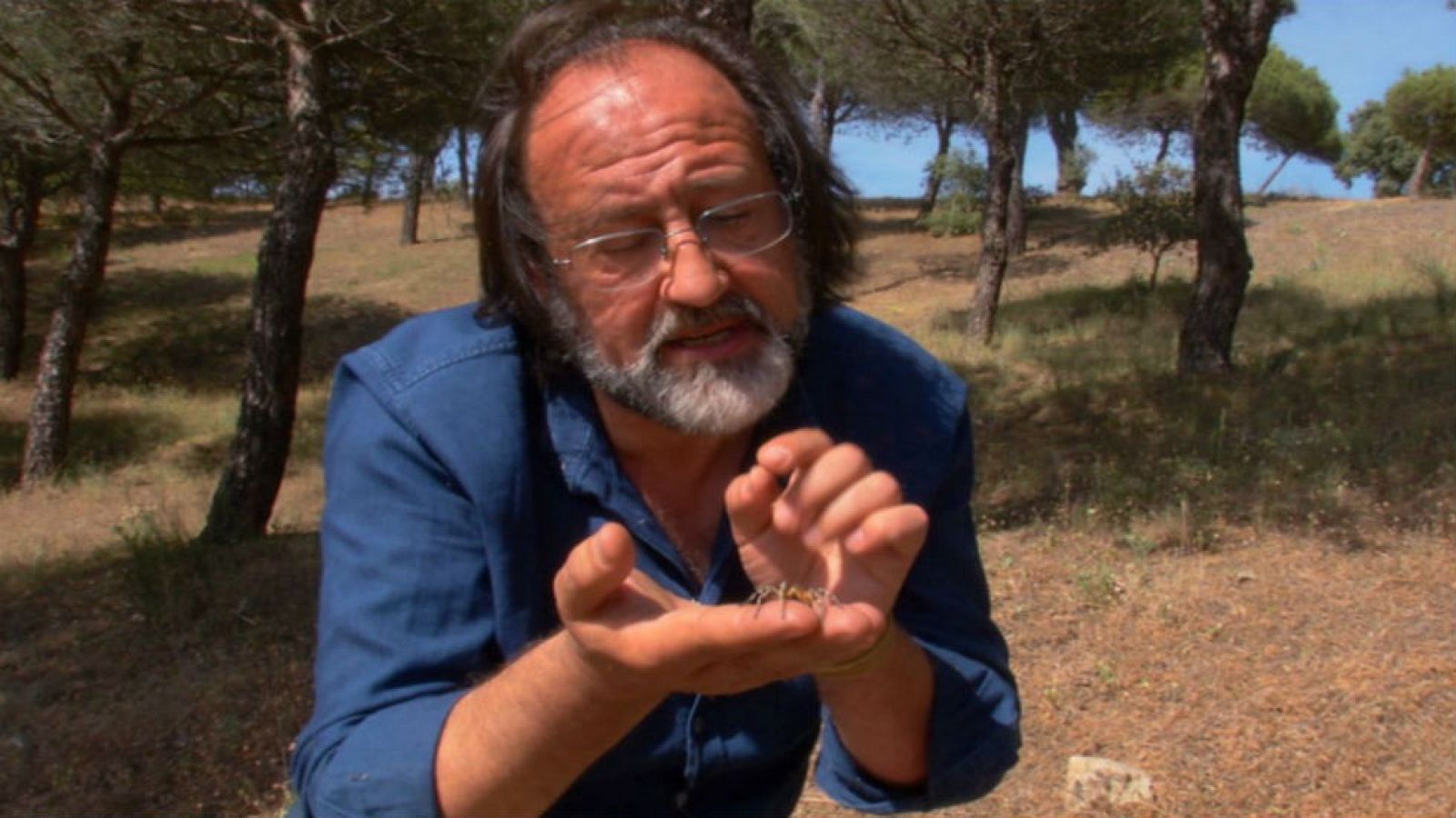 Luimi y la araña-lobo