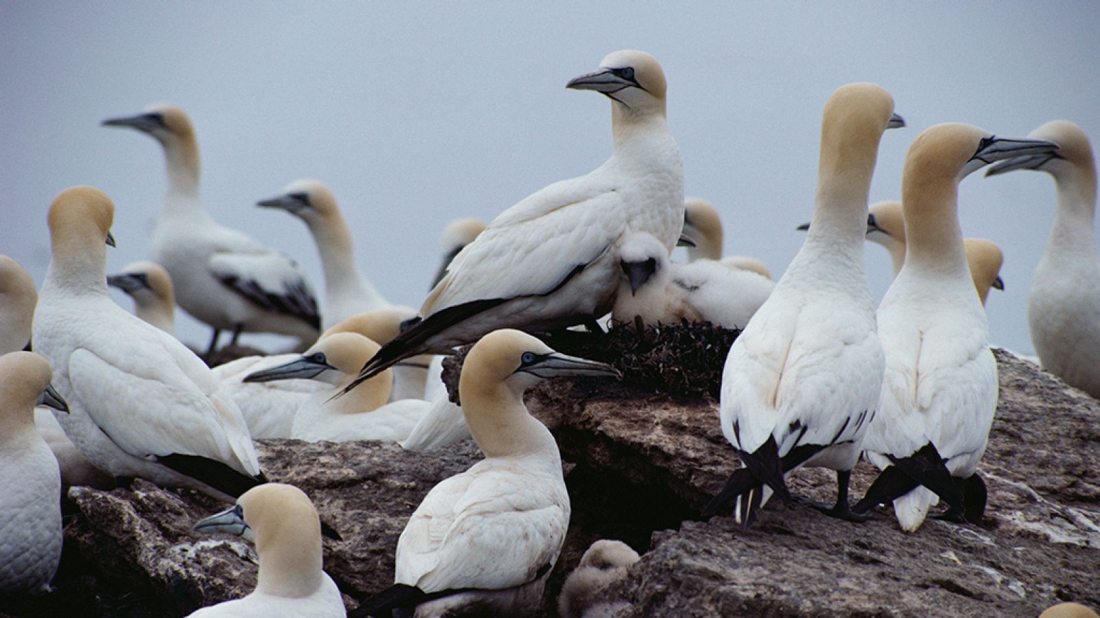 Grandes documentales - África salvaje: Alcatraces - ver ahora
