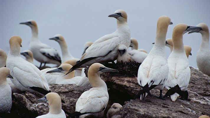 Grandes documentales - África salvaje: Alcatraces