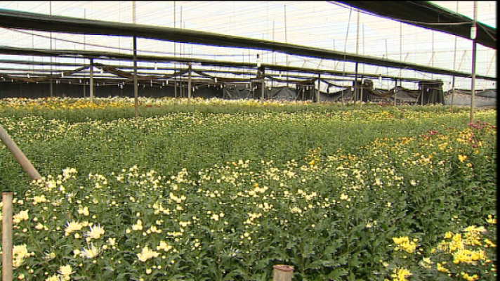 Telecanarias - Telecanarias 2 - 31/05/2017