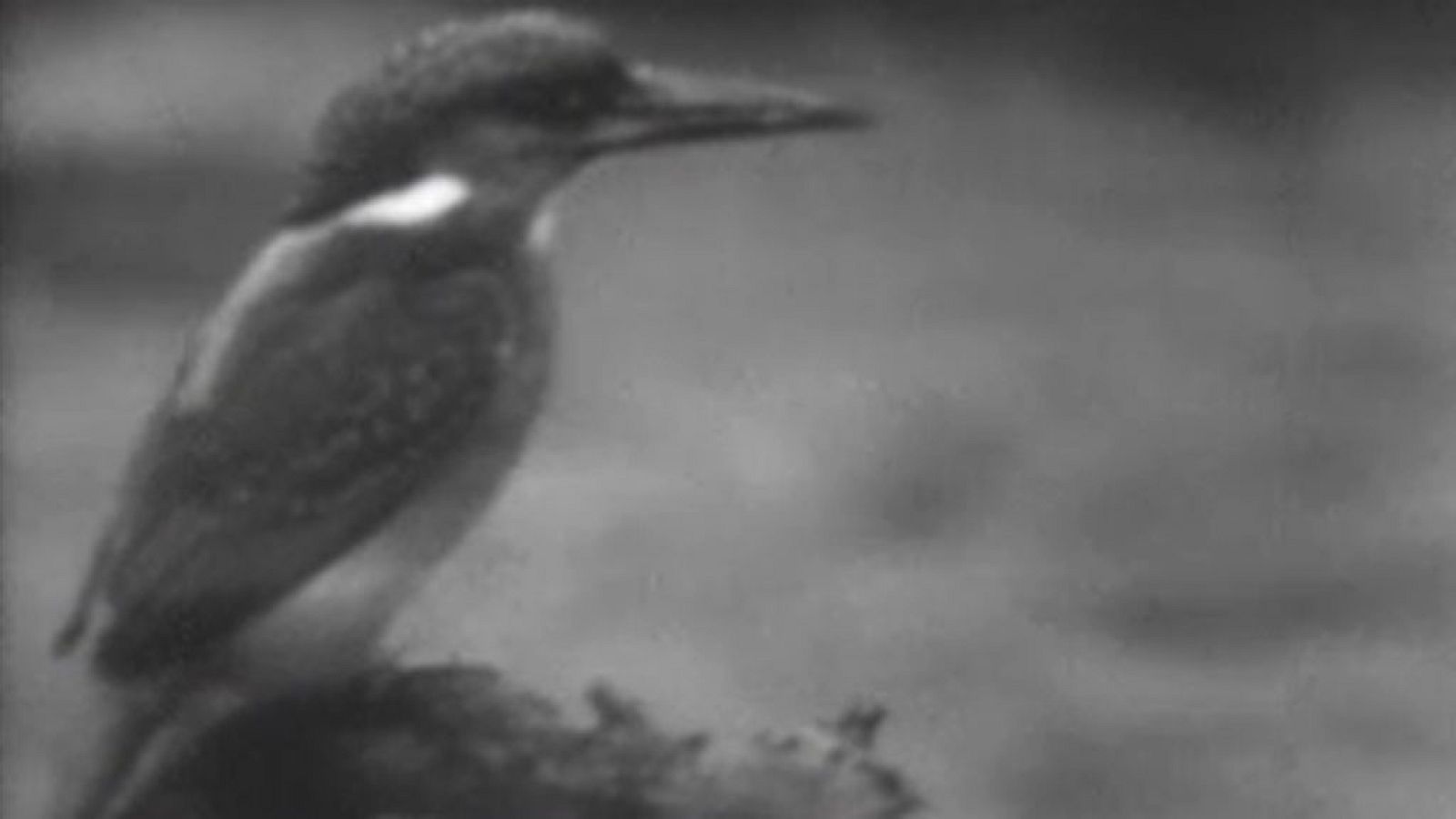 El planeta azul - El martín pescador (I)