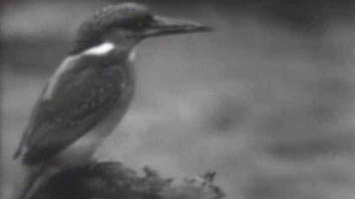 El planeta azul - El martín pescador (I)