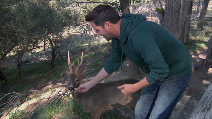 Aquí la Tierra - Entre ciervos y corzos