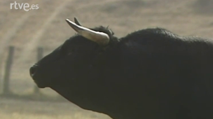 Documentales en el Archivo de RTVE - Granadeño Toro Bravo