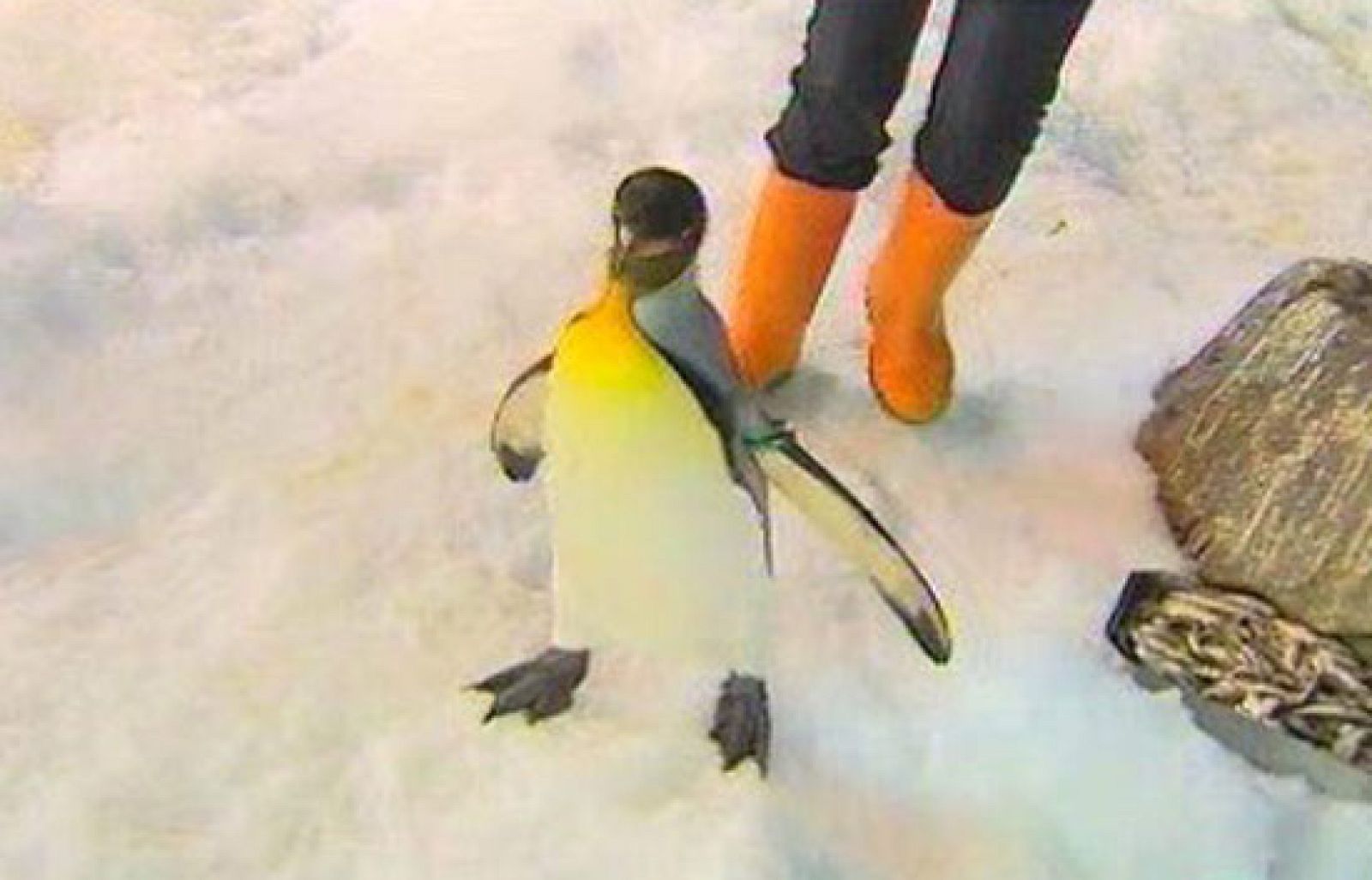 Cámara abierta 2.0 - Reserva.com, un portal dedicado al mundo animal - Cámara abierta | Ver