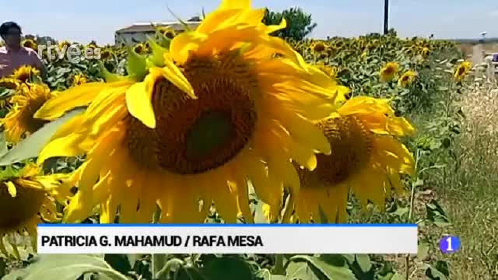 Turistas Japonenes visitan campo de girasoles de Carmona, Sevilla | Ver