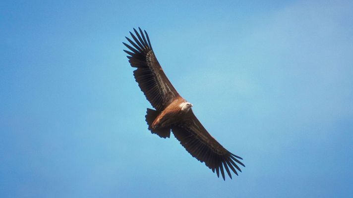 Telediario 1 - Montejo de la Vega, el gran refugio del buitre leonado