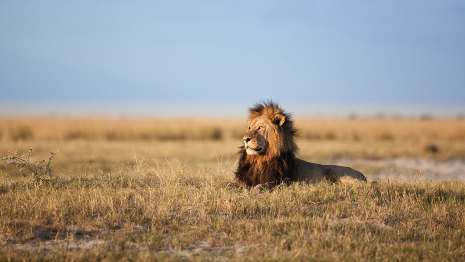 Grandes Parques Naturales de África - Episodio 5: Parque transfronterizo de Kgalagadi - ver ahora