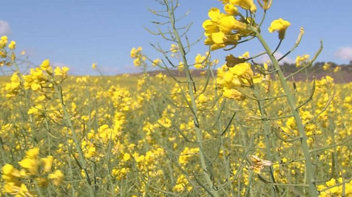 Comando Actualidad - De flores y colza