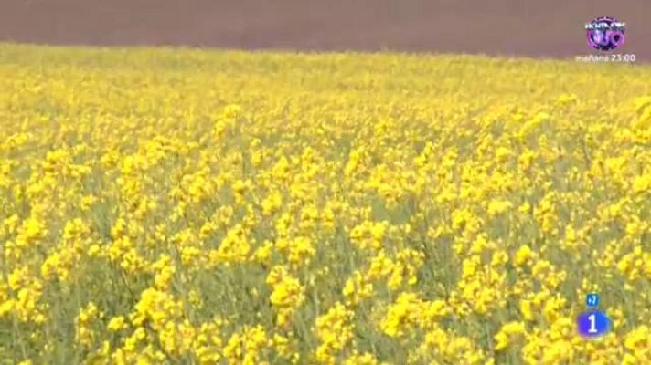 Comando Actualidad - Aceite de colza