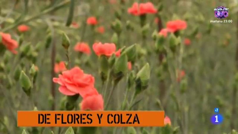 Comando Actualidad - De flores y colza - Los claveles de Chipiona