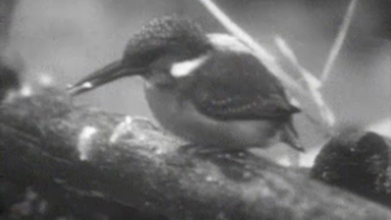 El planeta azul - El martín pescador (II)