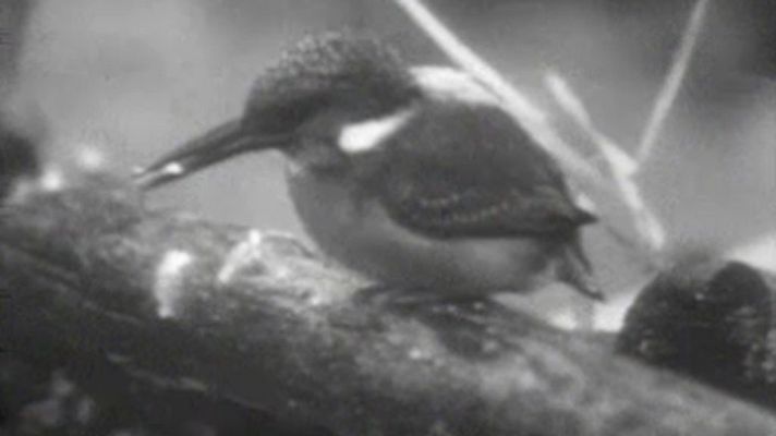 El planeta azul - El martín pescador (II)