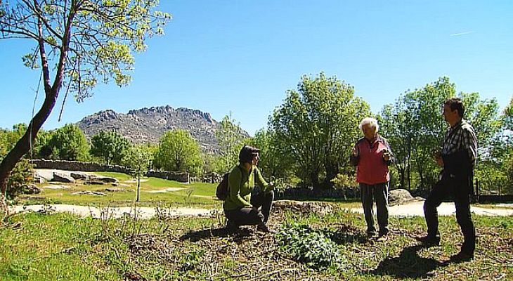 Universo UNED - Plantas silvestres comestibles. Parte 2