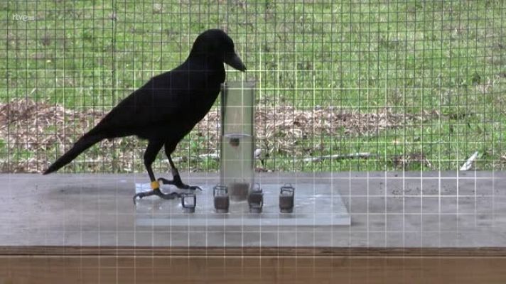 ¡Qué animal! - El desierto de Tabernas (Almería) - Avance