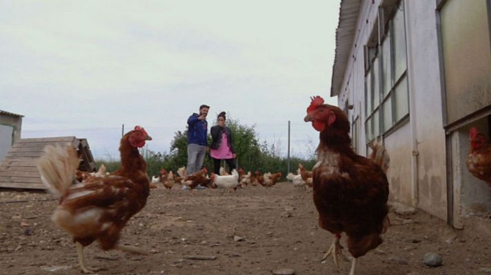 Aquí la Tierra - Adopta a una gallina